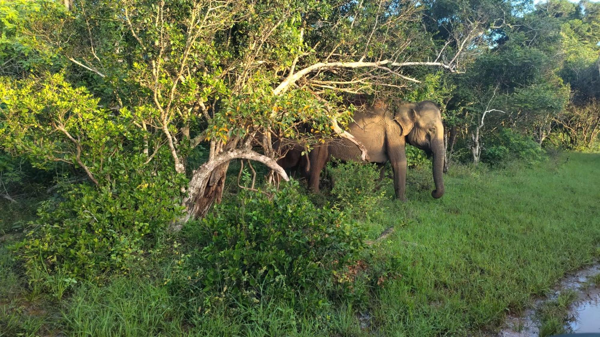 Village Mango Resort Yala Tissamaharama Kültér fotó
